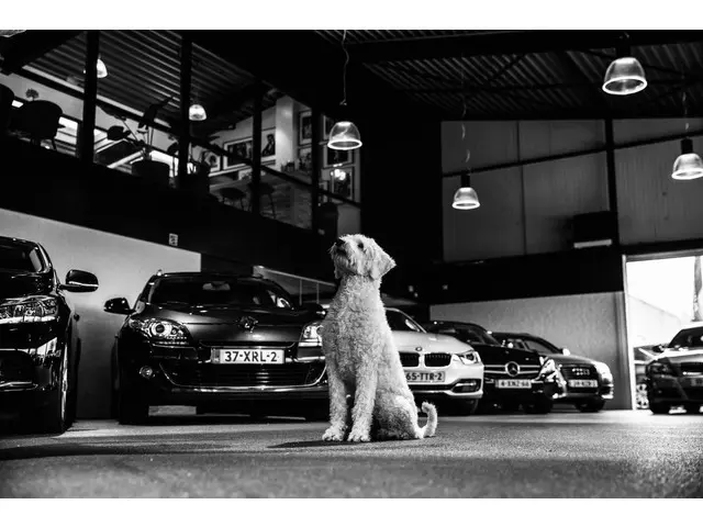 Volkswagen Polo 1.0 Sportline 2023 Benzine 31